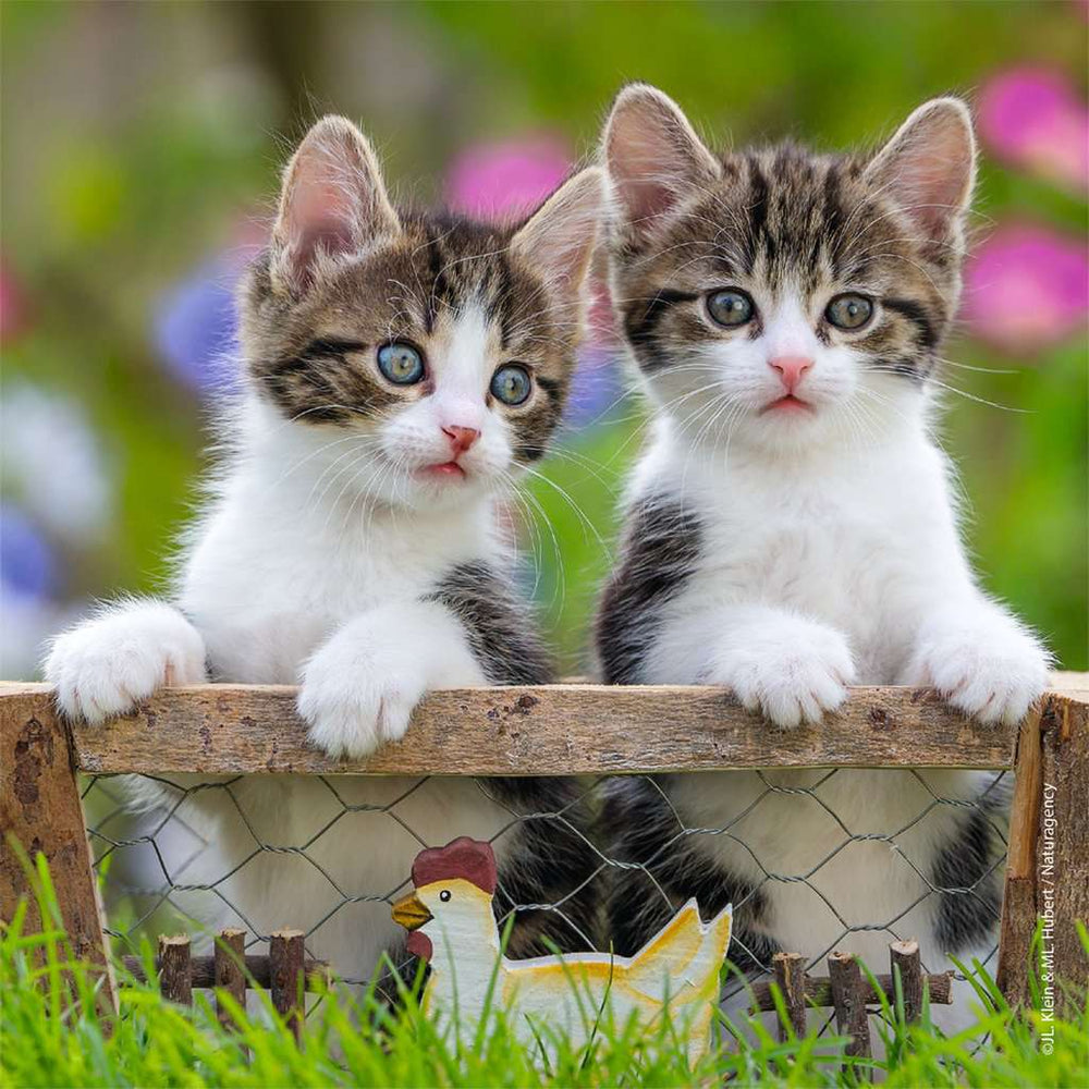 Puzzle: Cuddly Kittens (ONLINE ORDER ONLY)