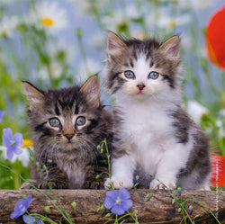 Puzzle: Cuddly Kittens (ONLINE ORDER ONLY)