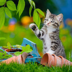 Puzzle: Cuddly Kittens (ONLINE ORDER ONLY)