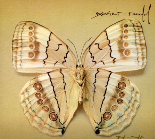 White Moth [CD]