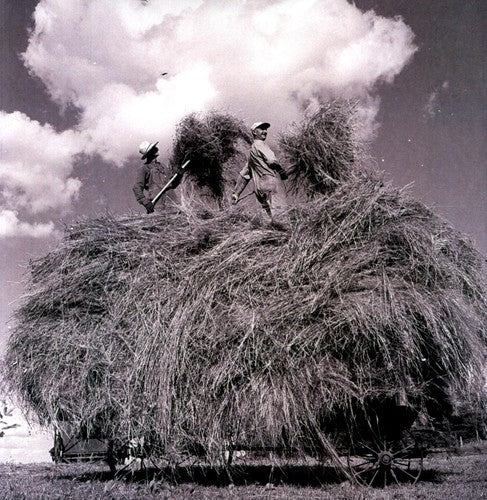 Field Songs [LP]