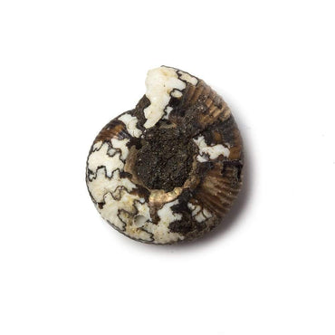 21x18mm Ceratite Fossil Focal Bead (ONLINE ORDER ONLY)