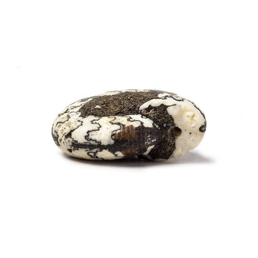 21x18mm Ceratite Fossil Focal Bead (ONLINE ORDER ONLY)