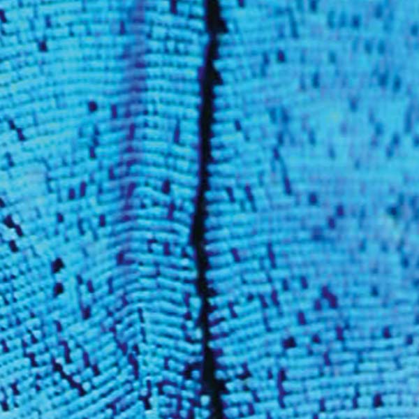 2562 - The New Today [Vinyl] (ONLINE ORDER ONLY)