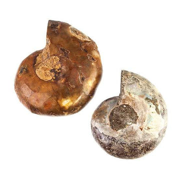 32 -36mm Ammonite Fossil Bead Set of 2 pieces (ONLINE ORDER ONLY)