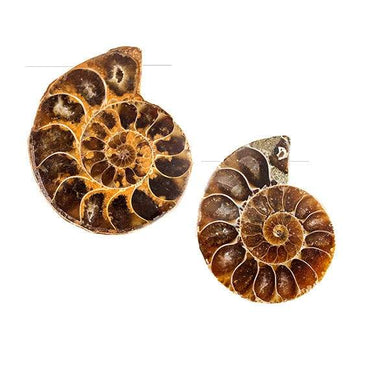 32 -36mm Ammonite Fossil Bead Set of 2 pieces (ONLINE ORDER ONLY)