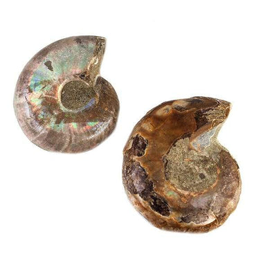 34 - 37mm Ammonite Fossil Bead Set of 2 pieces (ONLINE ORDER ONLY)