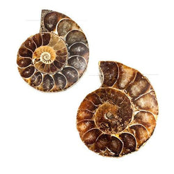 34 - 37mm Ammonite Fossil Bead Set of 2 pieces (ONLINE ORDER ONLY)