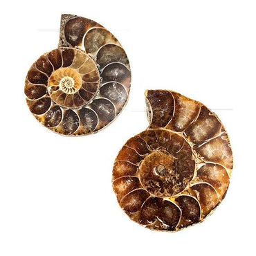 34 - 37mm Ammonite Fossil Bead Set of 2 pieces (ONLINE ORDER ONLY)