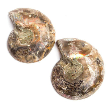 34x29-35x30mm Prehistoric Ammonite Fossil Focal Bead Set of 2 (ONLINE ORDER ONLY)