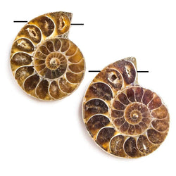 34x29-35x30mm Prehistoric Ammonite Fossil Focal Bead Set of 2 (ONLINE ORDER ONLY)