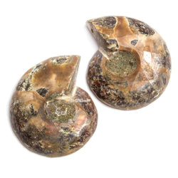 35x29-37x29mm Prehistoric Ammonite Fossil Focal Bead Set of 2 (ONLINE ORDER ONLY)