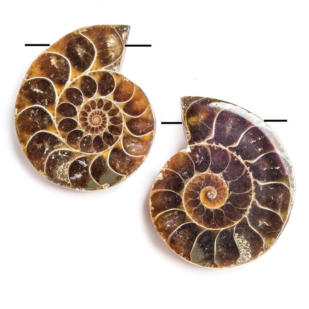 35x29-37x29mm Prehistoric Ammonite Fossil Focal Bead Set of 2 (ONLINE ORDER ONLY)