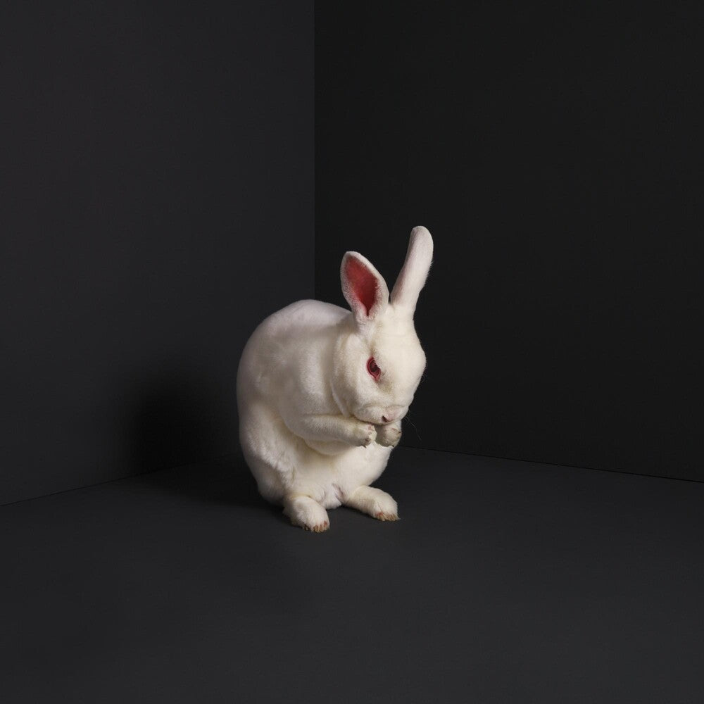 Rabbits [LP]