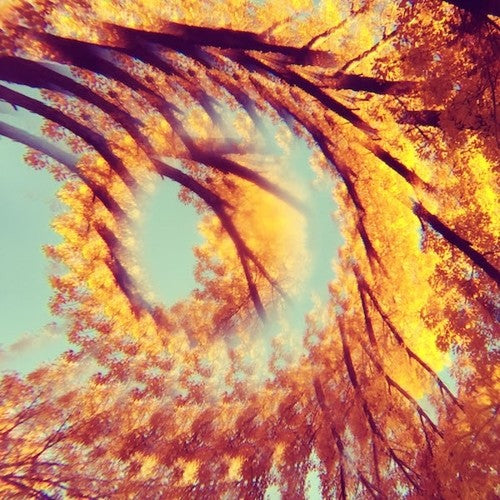 Forest Bathing [LP]