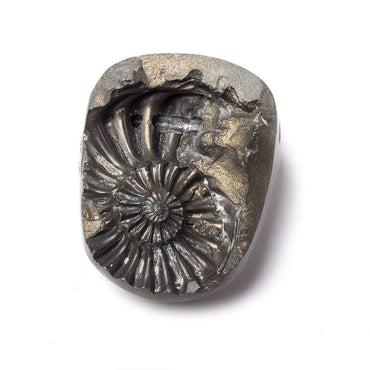 37x29mm Pyritized Ammonite Fossil Bead (ONLINE ORDER ONLY)