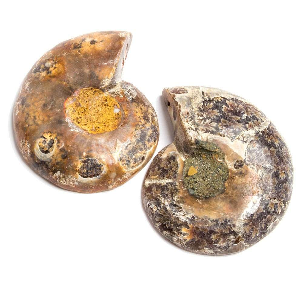 38x31-38x31mm Prehistoric Ammonite Fossil Focal Bead Set of 2 (ONLINE ORDER ONLY)