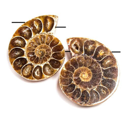 38x31-38x31mm Prehistoric Ammonite Fossil Focal Bead Set of 2 (ONLINE ORDER ONLY)