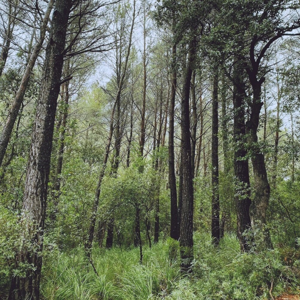 Evergreen Oak (Spa) [LP]