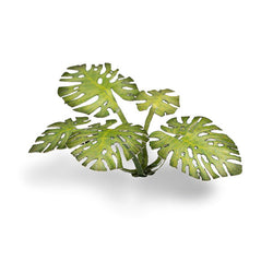 Gamers Grass Laser Plants: Monstera (ONLINE ORDER ONLY)