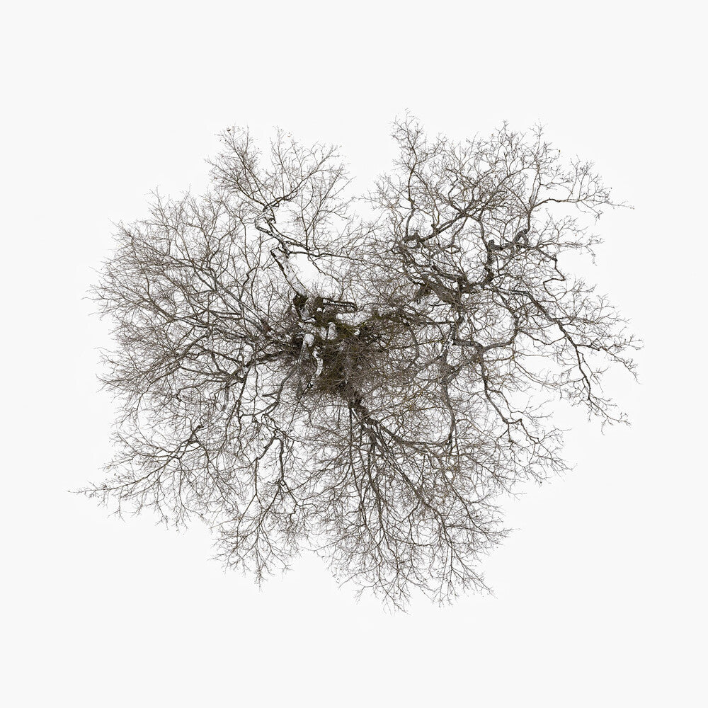 Tree [LP]