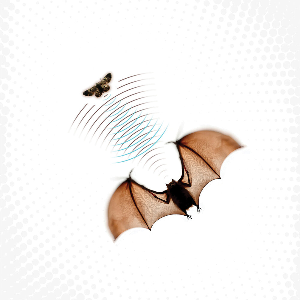 Echolocation [LP]