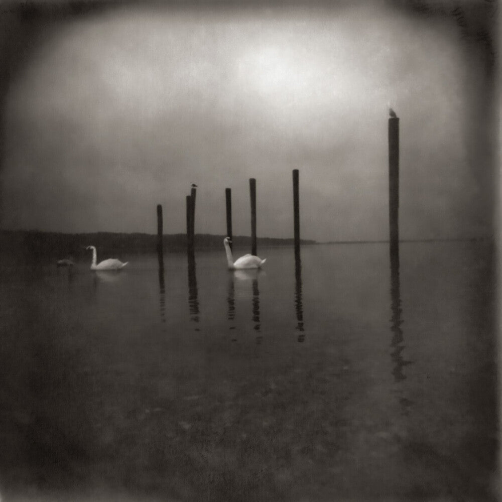 Conference Of The Birds [LP]
