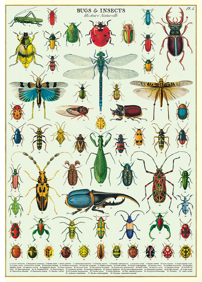 Bugs & Insects Scientific Chart (Online Order Only)