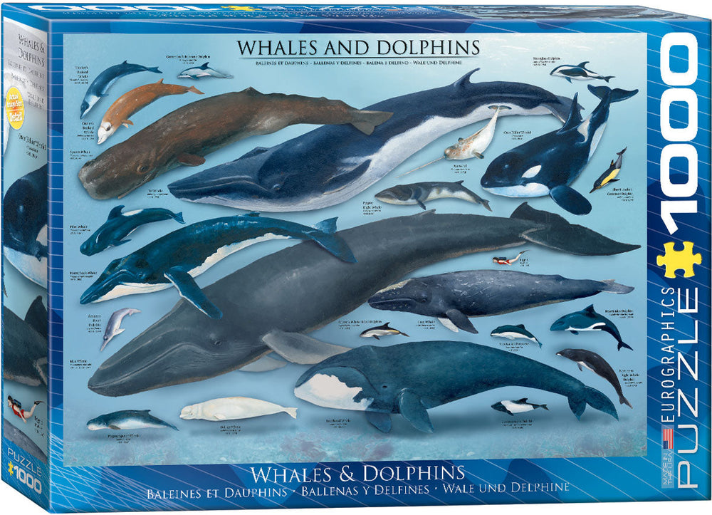 Puzzle: Animal Charts - Whales & Dolphins (ONLINE ORDER ONLY)