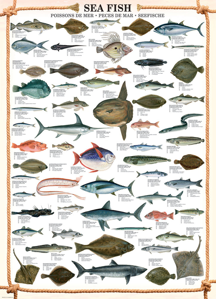 Puzzle: Animal Charts - Sea Fish (ONLINE ORDER ONLY)