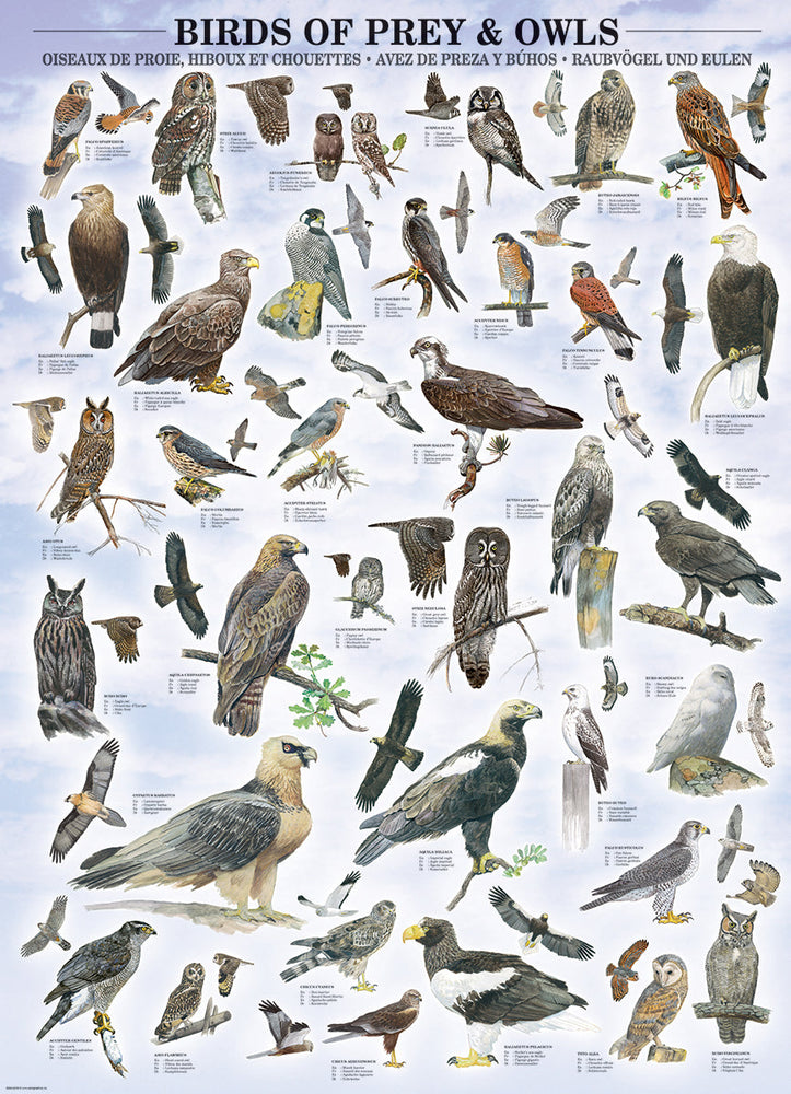 Puzzle: Animal Charts - Birds of Prey and Owls (ONLINE ORDER ONLY)