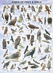 Puzzle: Animal Charts - Birds of Prey and Owls (ONLINE ORDER ONLY)