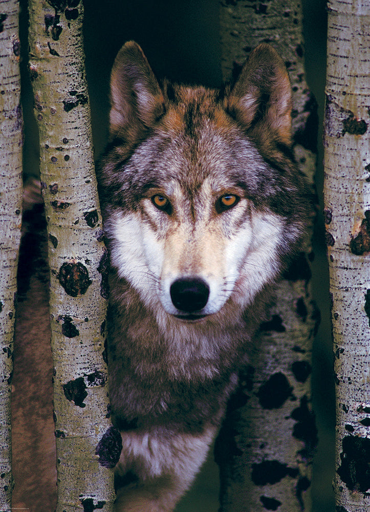 Puzzle: Animal Life Photography - Gray Wolf (ONLINE ORDER ONLY)