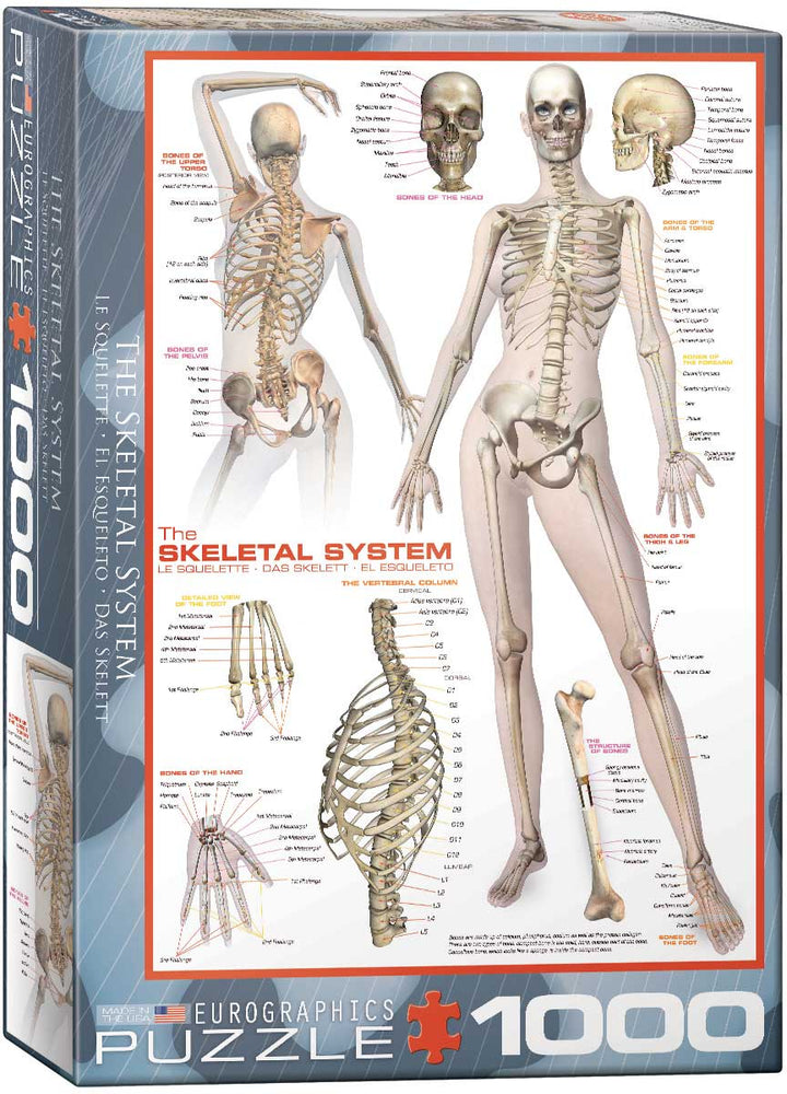 Puzzle: History & General Interest - Skeletal System (Human Body) (ONLINE ORDER ONLY)