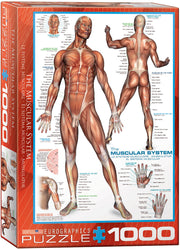 Puzzle: History & General Interest - The Muscular System (ONLINE ORDER ONLY)
