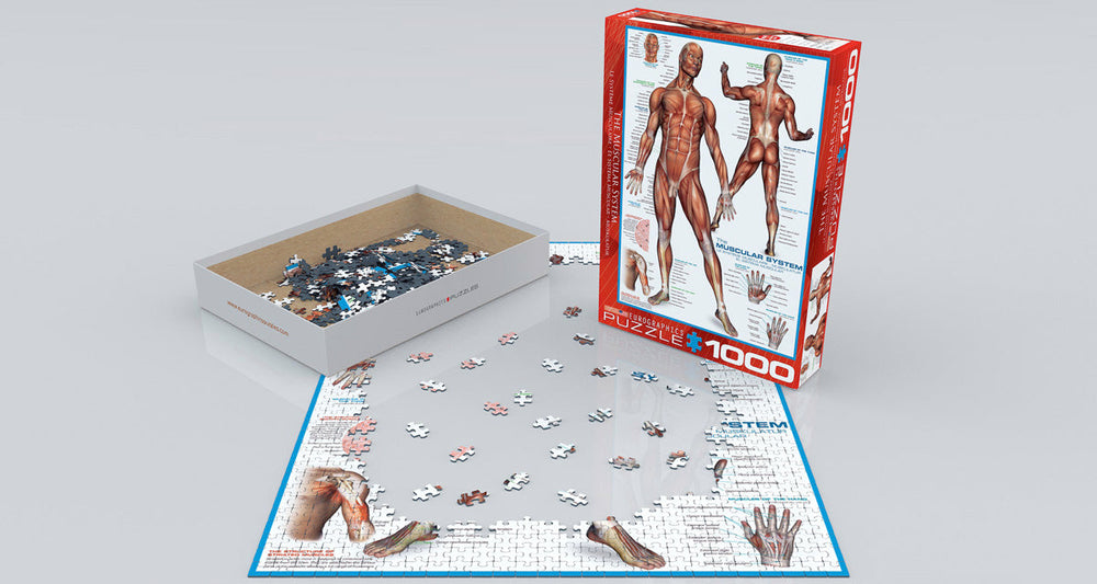 Puzzle: History & General Interest - The Muscular System (ONLINE ORDER ONLY)