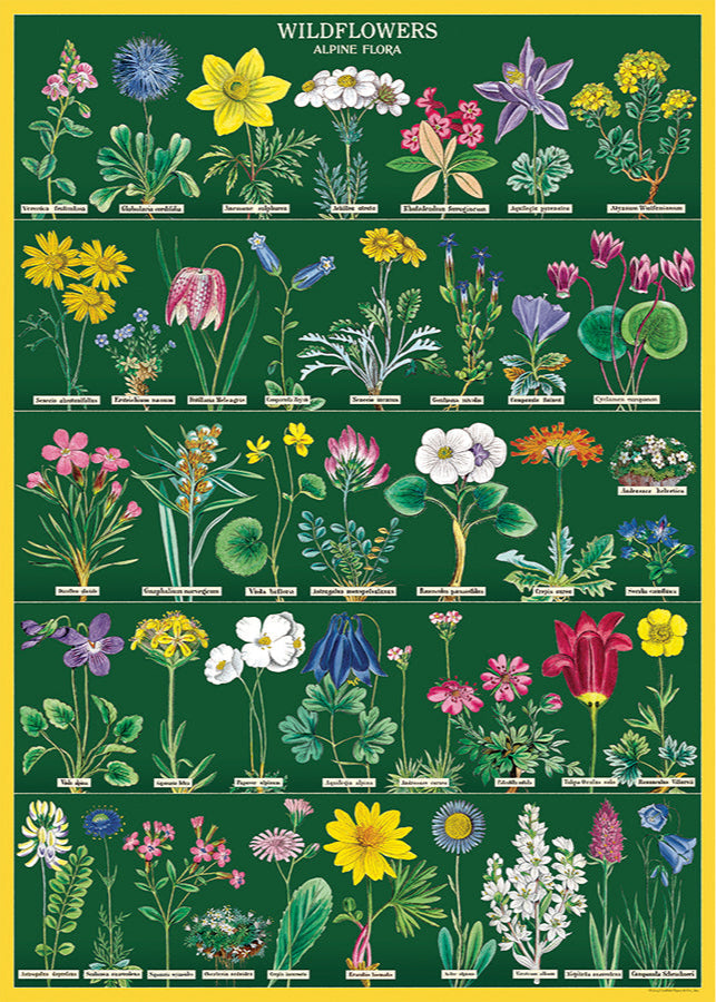 Wildflowers Scientific Chart (ONLINE ORDER ONLY)