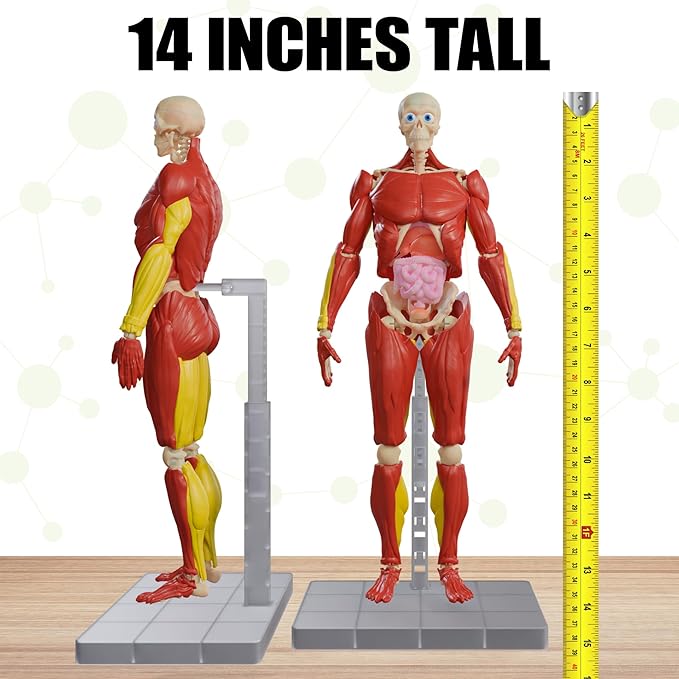 Be Amazing! Toys Interactive Human Body Fully Poseable Anatomy Figure – 14” Tall (ONLINE ORDER ONLY)