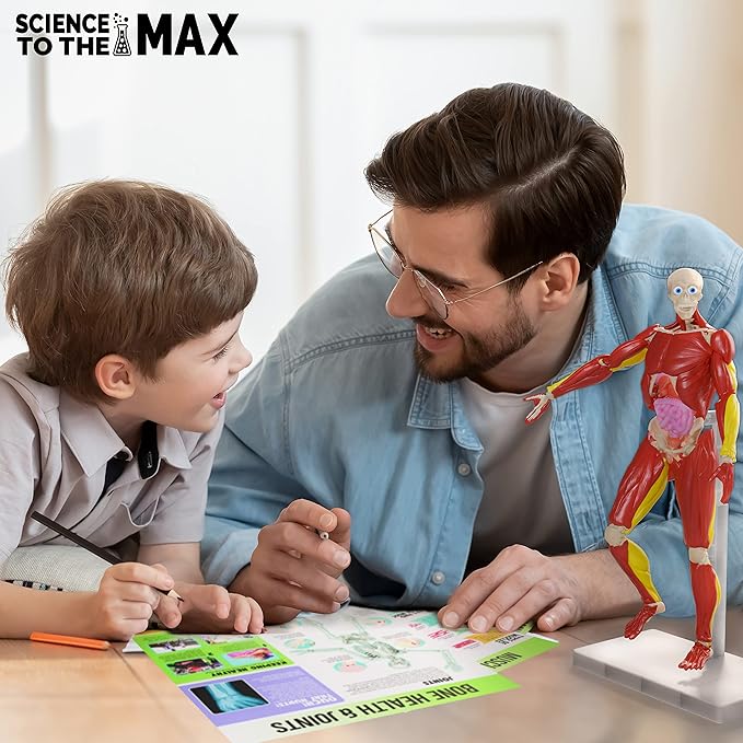 Be Amazing! Toys Interactive Human Body Fully Poseable Anatomy Figure – 14” Tall (ONLINE ORDER ONLY)