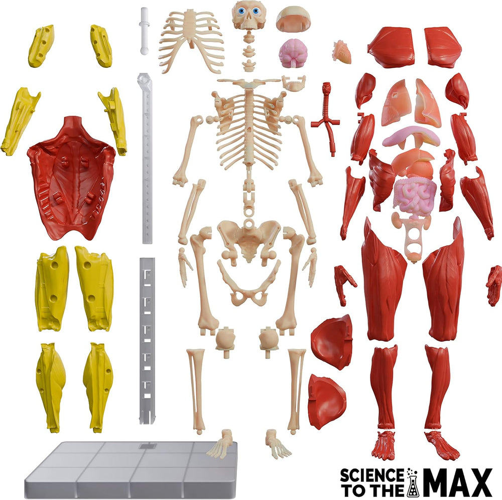 Be Amazing! Toys Interactive Human Body Fully Poseable Anatomy Figure – 14” Tall (ONLINE ORDER ONLY)