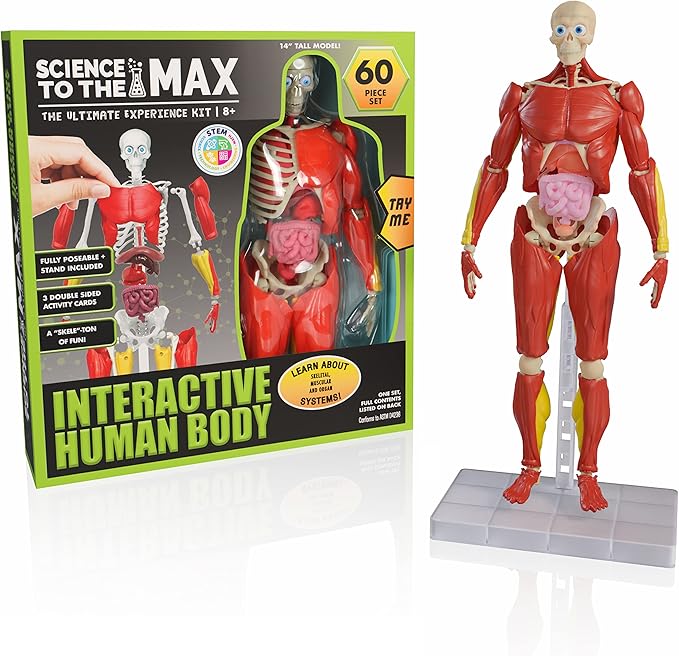 Be Amazing! Toys Interactive Human Body Fully Poseable Anatomy Figure – 14” Tall (ONLINE ORDER ONLY)