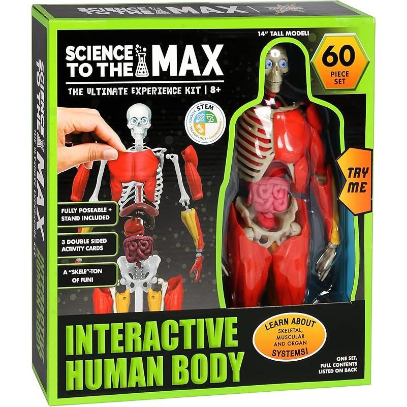 Science to The Max Interactive Human Body Fully Poseable Anatomy Figure - 14” Tall