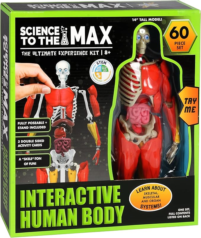 Be Amazing! Toys Interactive Human Body Fully Poseable Anatomy Figure – 14” Tall (ONLINE ORDER ONLY)