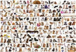 Puzzle: The BIG Puzzle Collection - The World of Dogs (ONLINE ORDER ONLY)