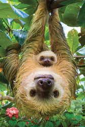 Puzzle: Save Our Planet Puzzles - Sloths (ONLINE ORDER ONLY)