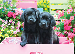 Puzzle: Variety 500 Pieces - Black Labs in Pink Box (ONLINE ORDER ONLY)