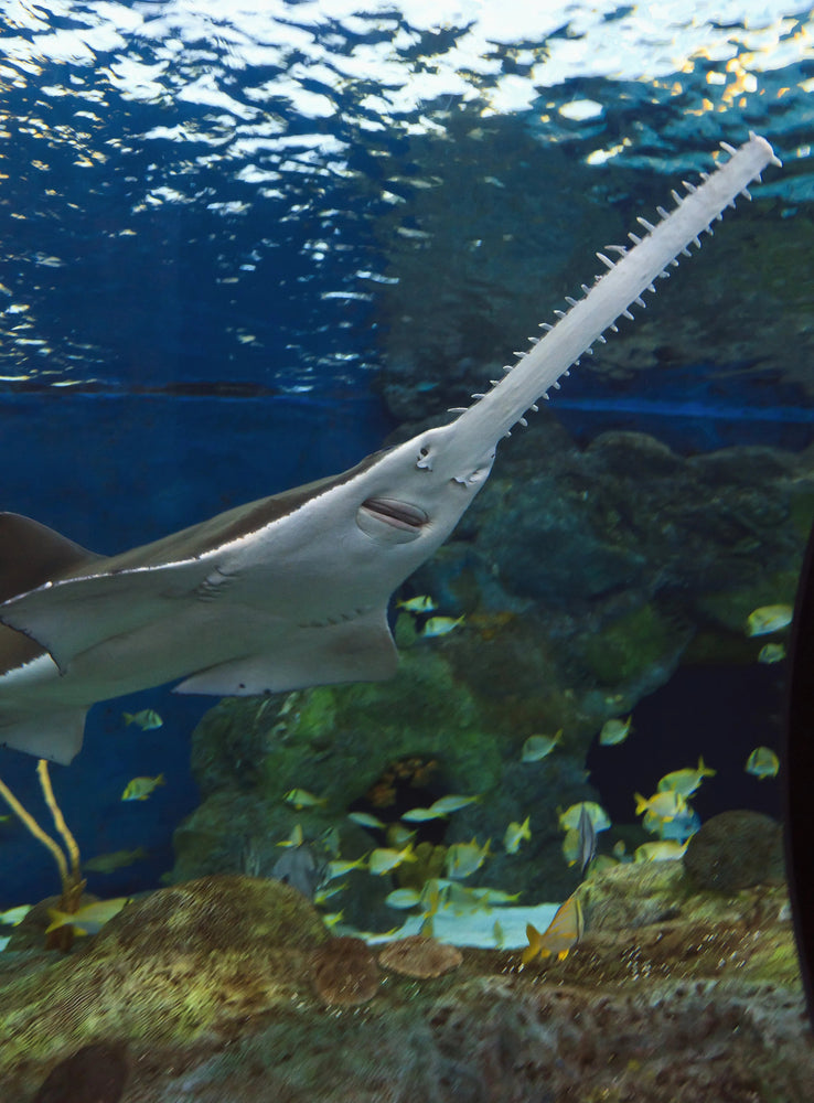 Large Sawfish Tooth (ONLINE ORDER ONLY)