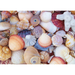 All the Shells 1000 Piece Jigsaw Puzzle Peter Pauper