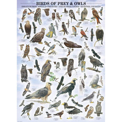Birds of Prey & Owls 1000 Piece Jigsaw Puzzle Eurographics (ONLINE ORDER ONLY)