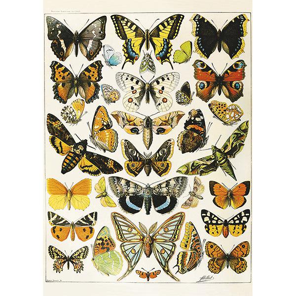 Butterflies & Moths by Millot 1000 Piece Jigsaw Puzzle Piatnik (ONLINE ORDER ONLY)